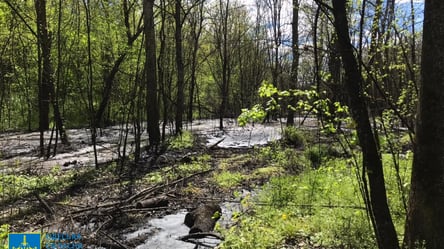 Ексдиректора КП підозрюють у забрудненні земель "Французького лісу" на Одещині - 285x160