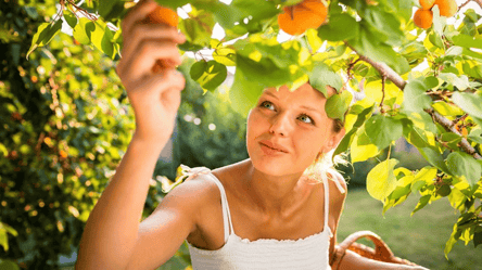 Чому так важливо обрізати абрикос влітку і як це робити, щоб не зіпсувати врожай - 285x160