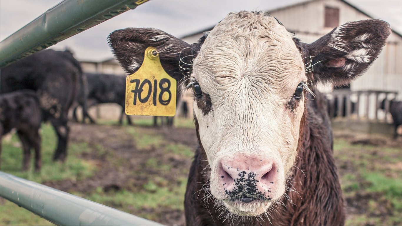 У Нідерландах виявили перші з 2011 року випадки коров'ячого сказу