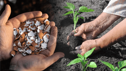 Яєчна шкаралупа після Великодня 2026: як зробити потужне добриво - 285x160