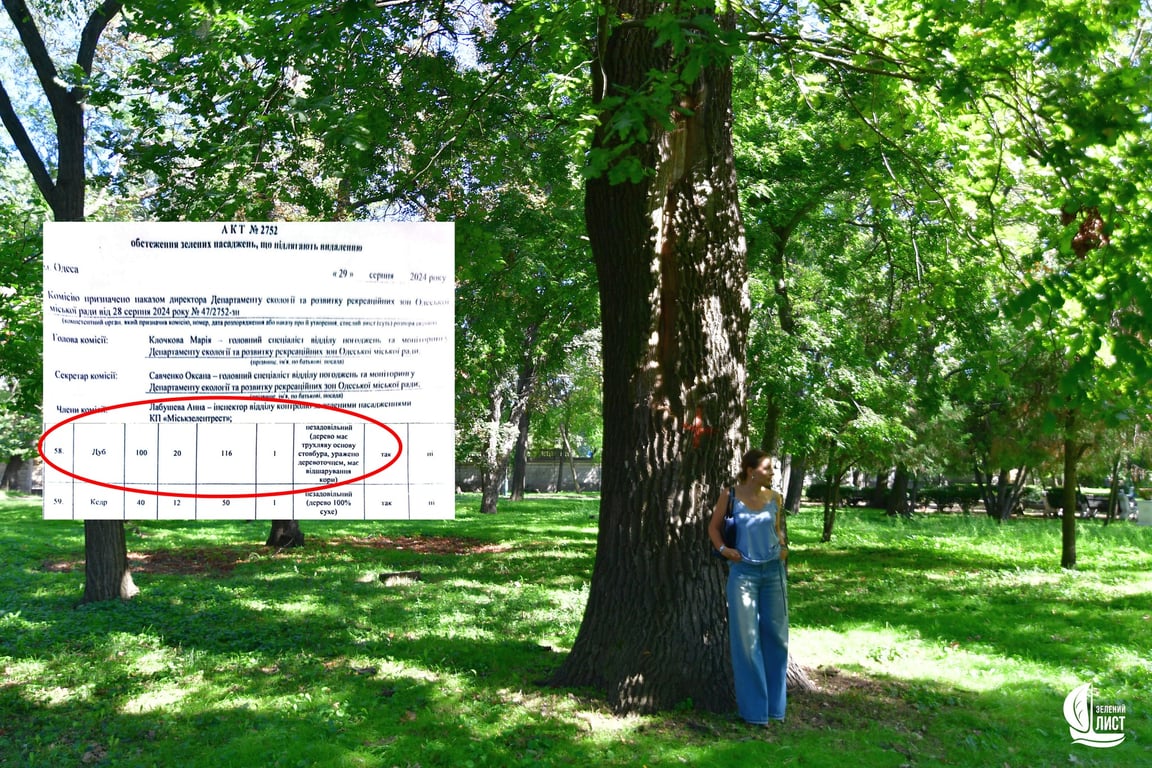 В Одесі незаконно вирубують столітні дуби — деталі, фото - фото 2