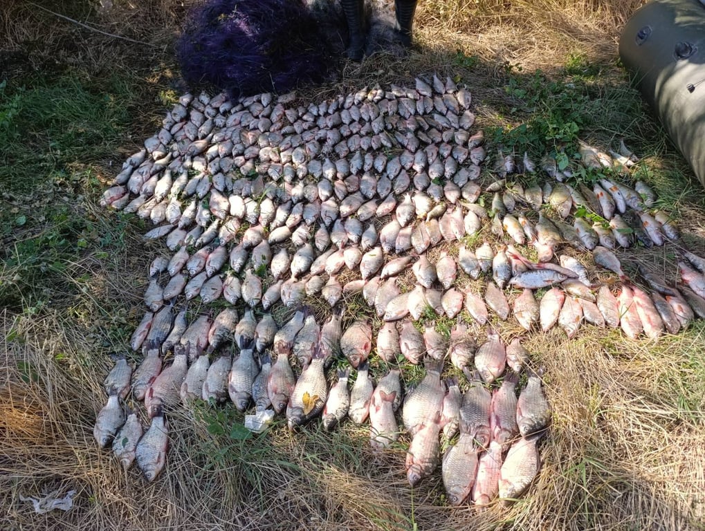 На Одещині браконьєри виловили риби майже на мільйон — подробиці - фото 2