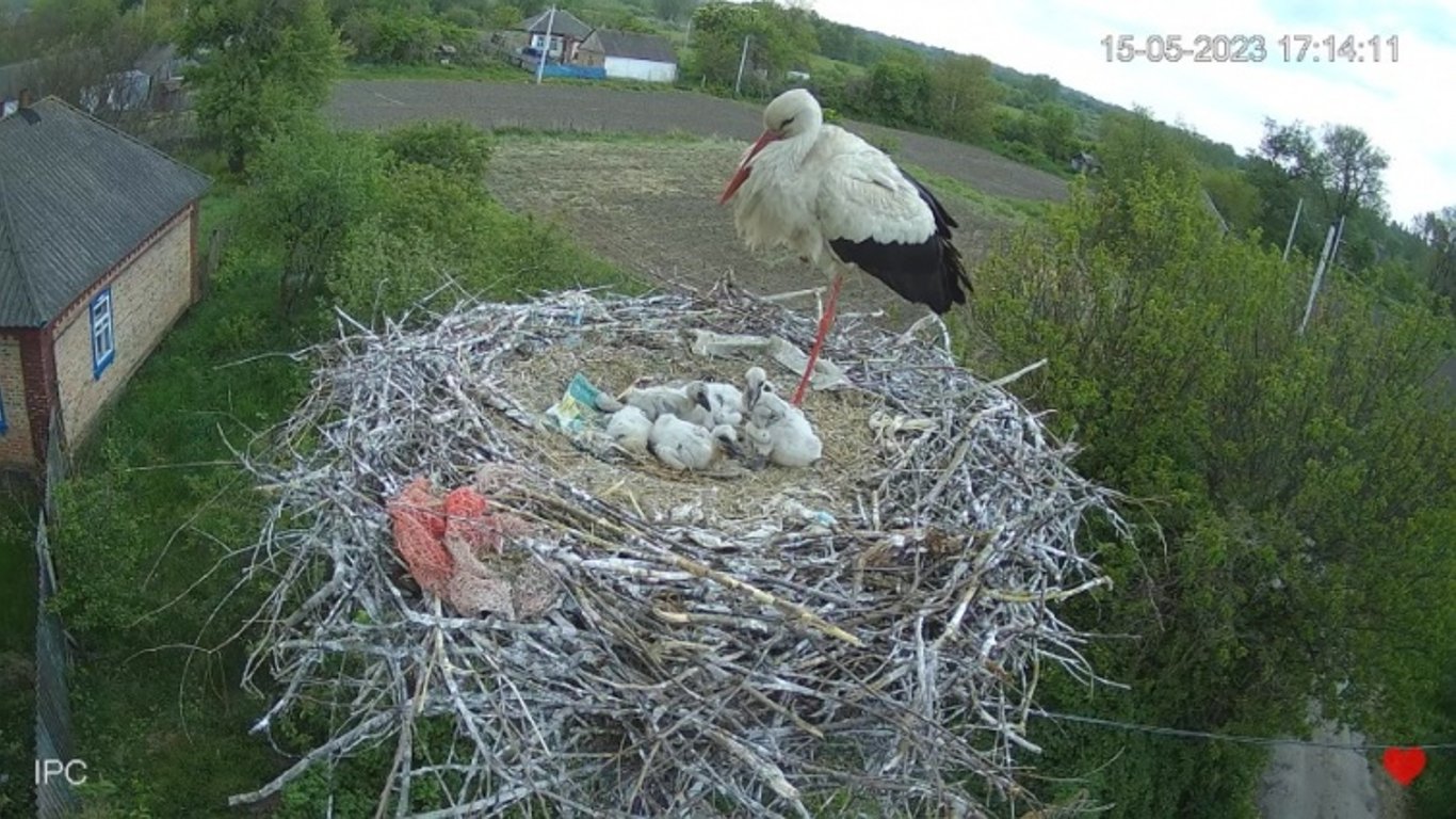 Життя лелек: на Полтавщині організували стрім з пташиного гнізда