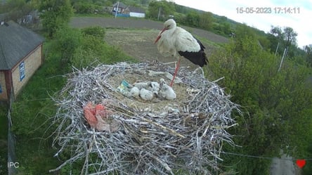 Життя лелек: на Полтавщині організували стрім з пташиного гнізда - 285x160