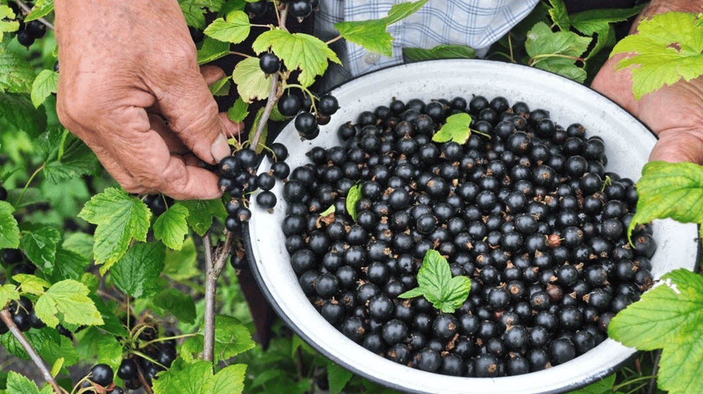 Щедрий урожай смородини після правильного догляду.