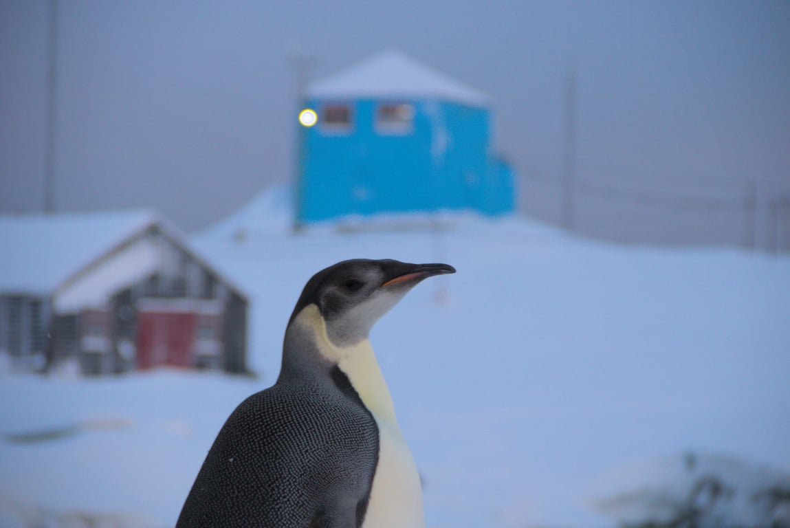 Де розмножуються імператорські пінгвіни
