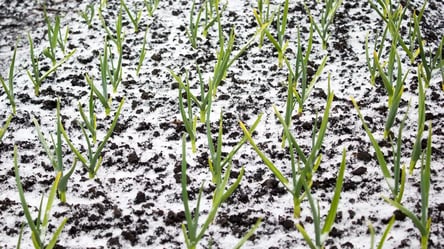 Що внести під озимий часник у грудні — працює безвідмовно - 285x160