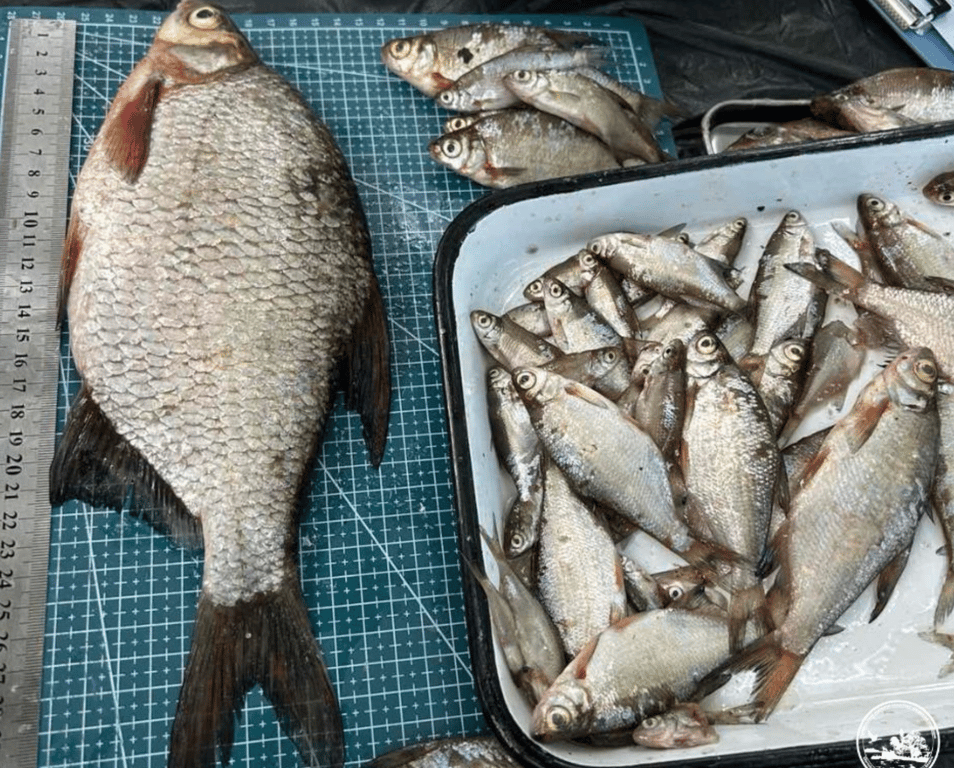 Риби у Чорнобилі