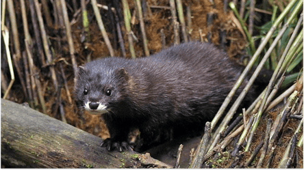 Норка Європейська на Одещині — що відомо про незвичайну тваринку - 285x160