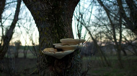 Роблять ліс чистішим — вчені показали гриби, які лікують природу - 290x166