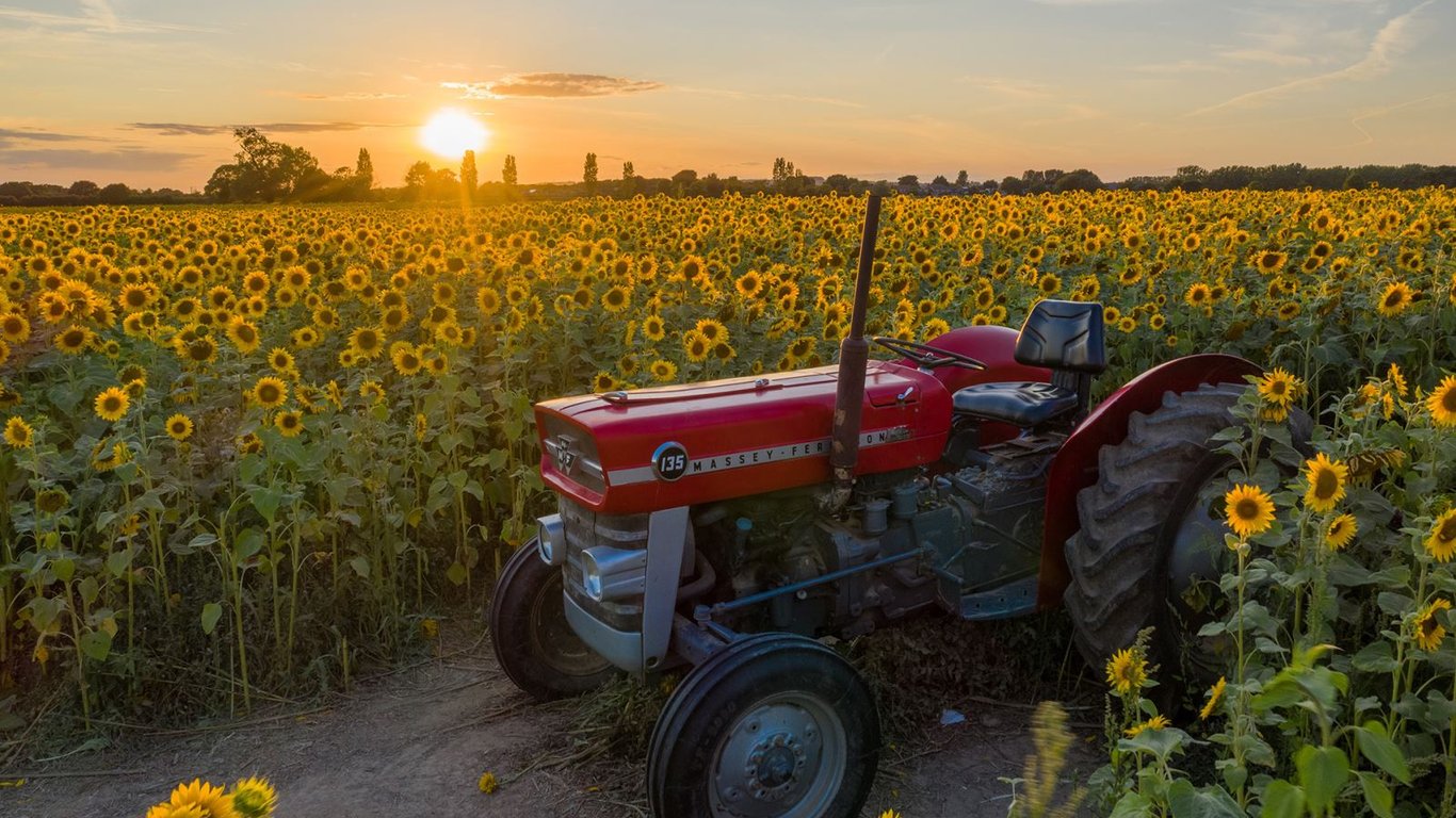 Цены на подсолнечник и зерновые в Украине на 24 сентября 2024 года