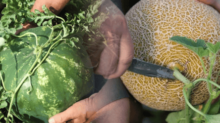 Чем стоит подкормить арбузы с дынями на огороде в августе 2025 - 285x160