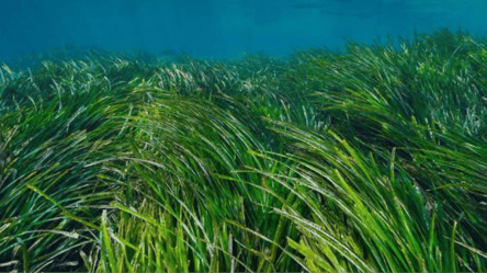 В Одесі витратять 1,5 млн грн на опитування про трави — деталі - 290x166