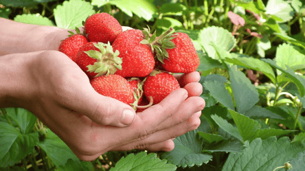 Вот почему клубника не дает ягод — типичные ошибки садоводов - 285x160