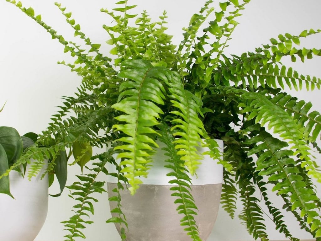 Які кімнатні рослини притягують негатив — папороть