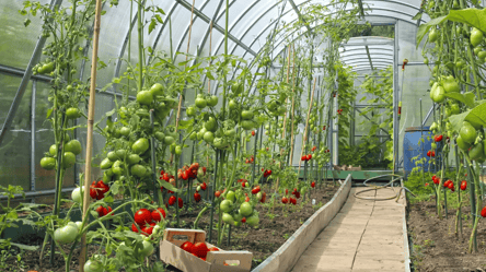 Какие овощи нельзя выращивать в одной теплице для большого урожая - 285x160