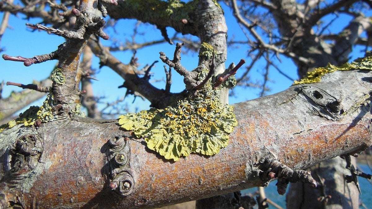 Мох и лишайники на стволе дерева