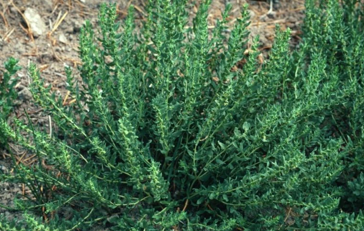 Бузинник пазушный