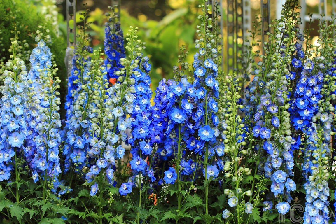 Какие цветы следует посадить к 8 марта для раннего цветения — дельфиниум