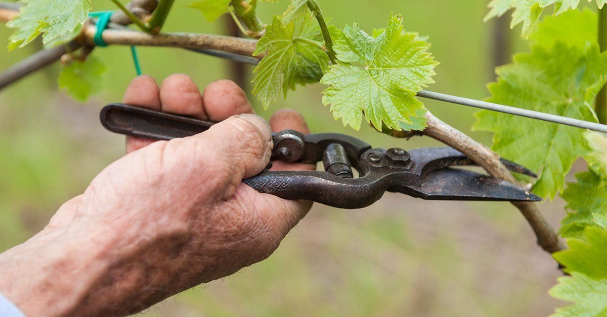 Процедура обрезки винограда