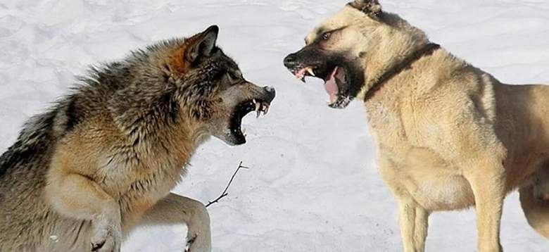 Бой собаки и волка на камеру