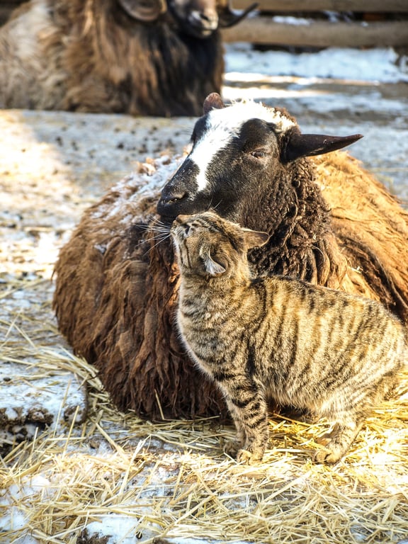 Кіт та вівця в зоопарку