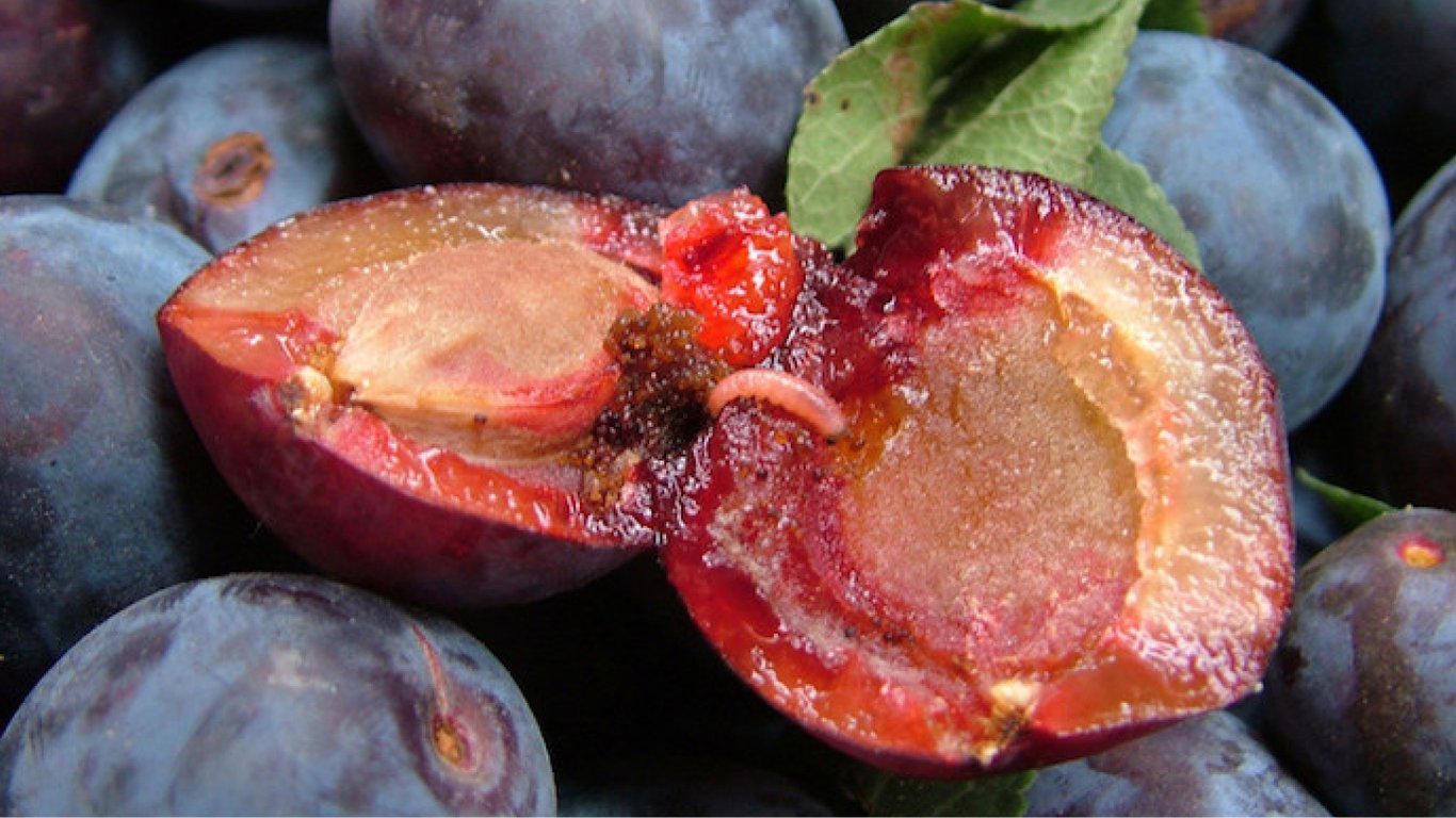 Что будет, если съесть червивые фрукты – врачи рассказали о рисках для здоровья