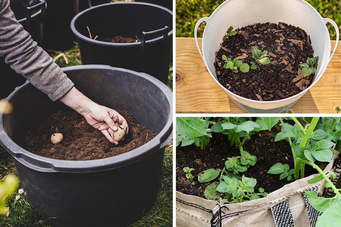 Вирощування картоплі без городу — що це за метод та що потрібно мати