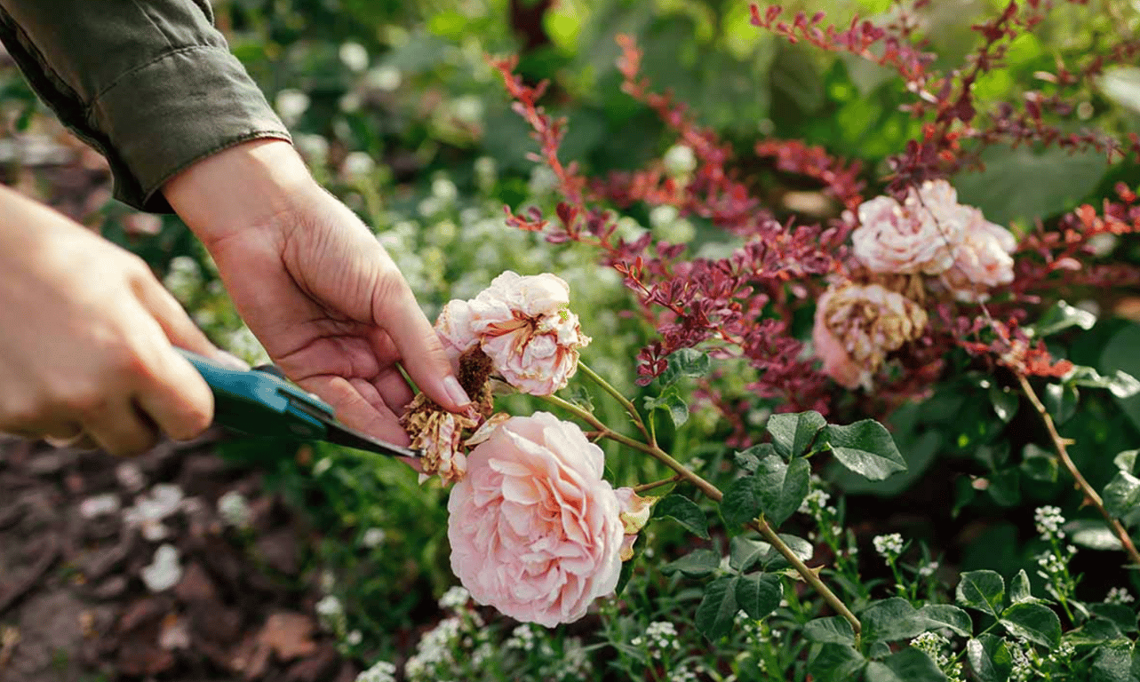 Обрезка роз