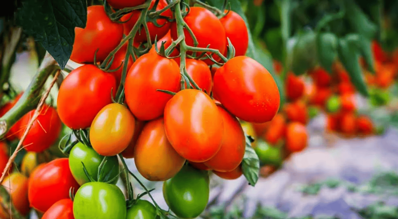 Урожай помидоров