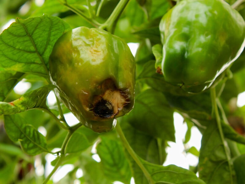 Гнилой перец