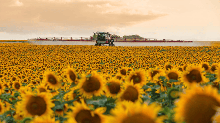 Ціни на зерно в Україні — скільки коштує соняшник у червні - 285x160