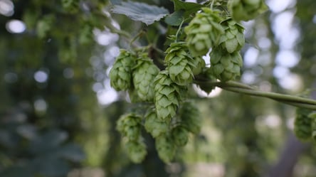 Может стать катастрофой — риски выращивания хмеля - 285x160