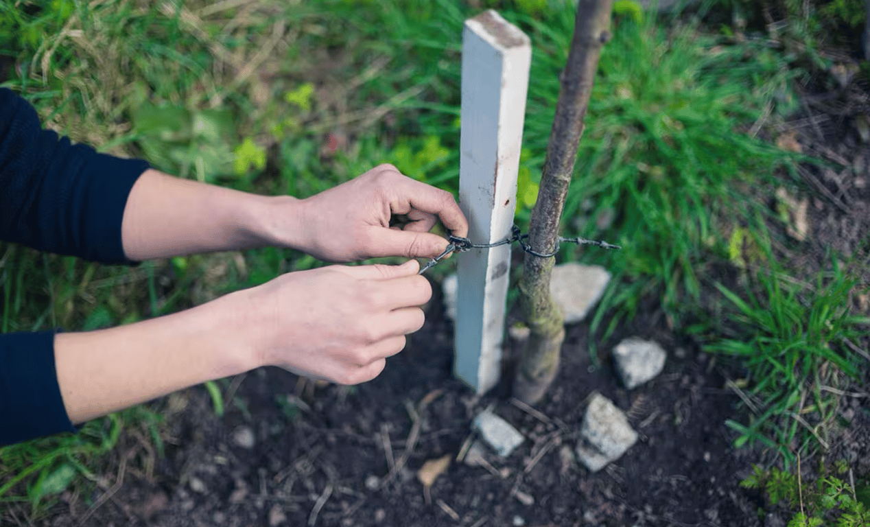 Як правильно садити дерева восени