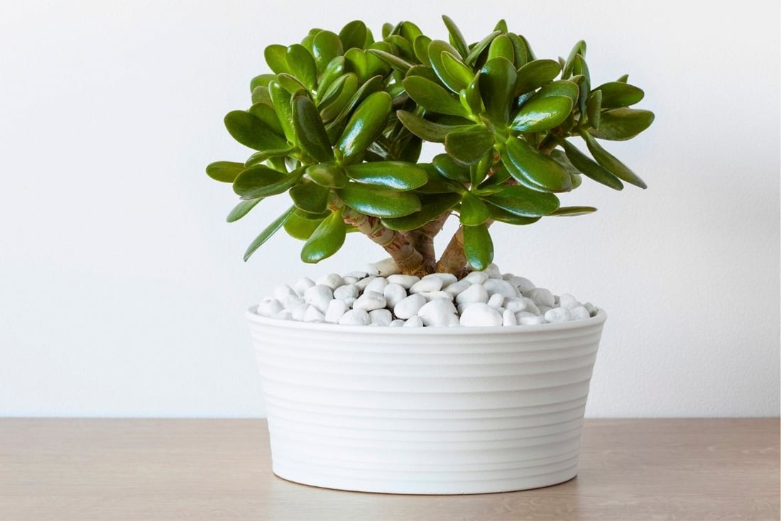 Денежное дерево