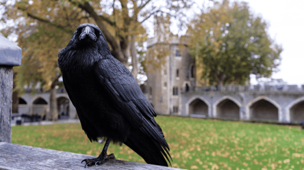 Суеверия и приметы — почему на самом деле мы в них верим - 285x160