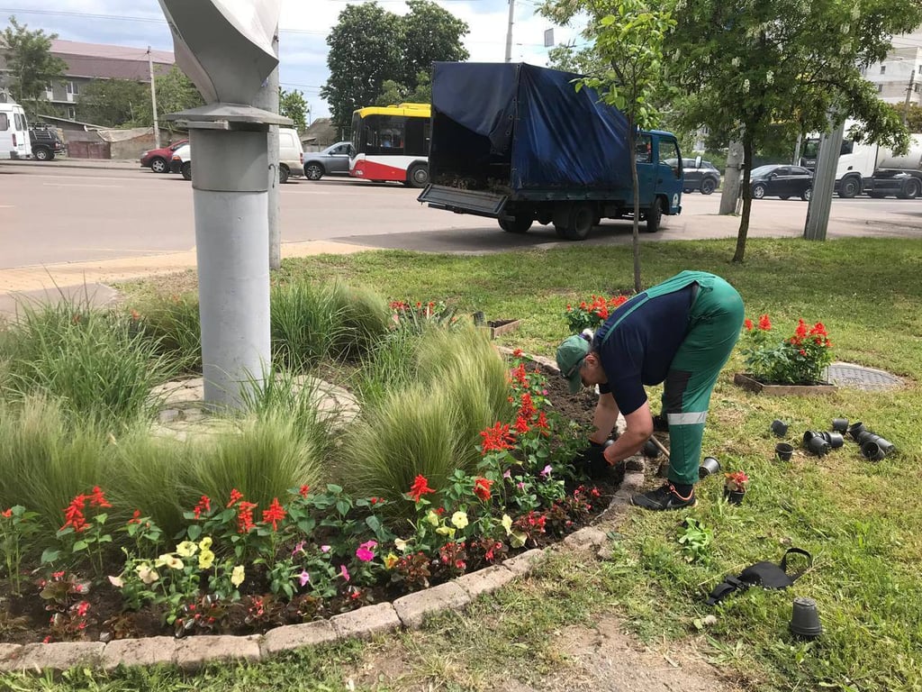 Тисячі літніх квітів — як Одеса озелениться цього сезону - фото 3