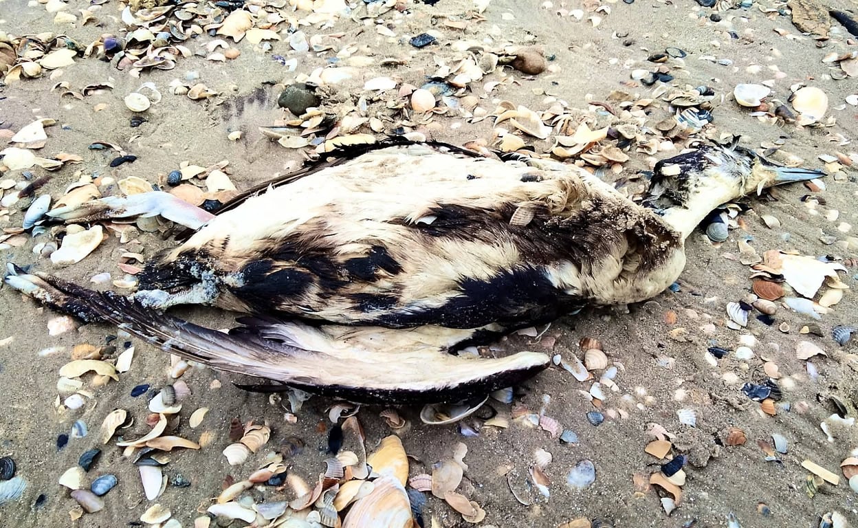 На Одещині гинуть птахи