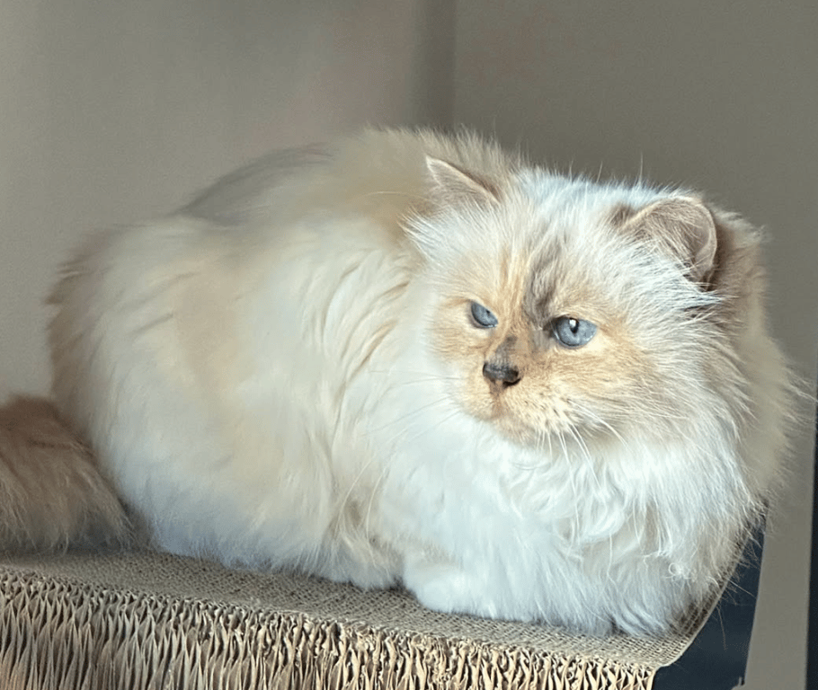 Найбагатша кішка у світі насолоджується розкішним життям