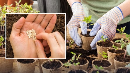 Как быстро прорастить семена для рассады — два продукта с кухни - 285x160