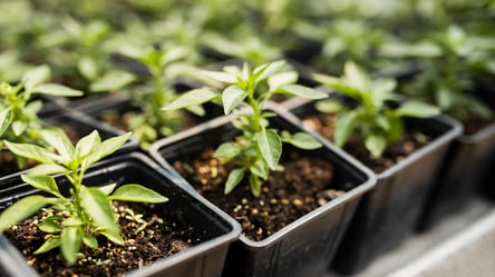 Что сеять в декабре и январе — культуры для самой удачной рассады - 285x160