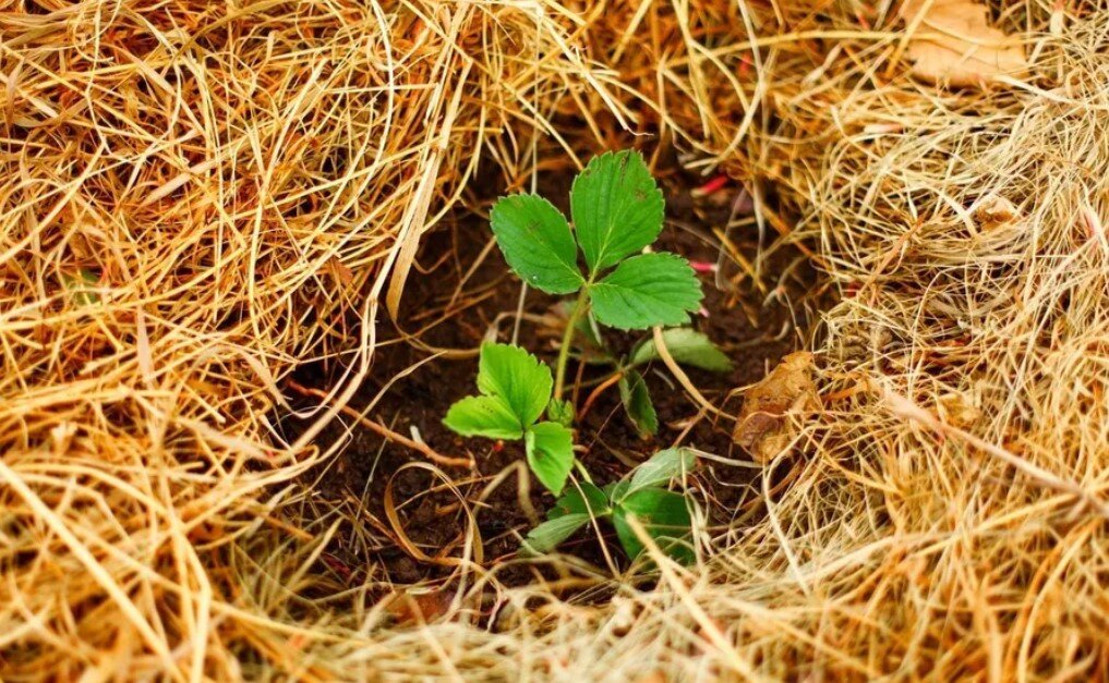 Мульчирование