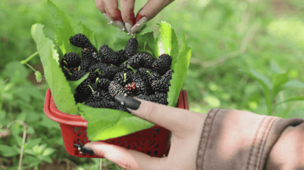 Чим підживити шовковицю у березні 2026: солодких ягід буде море - 285x160