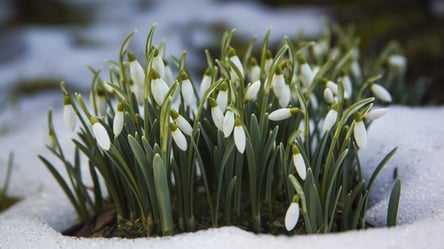 Квіти для зимового саду — що посадити, щоб цвіло у мороз - 285x160