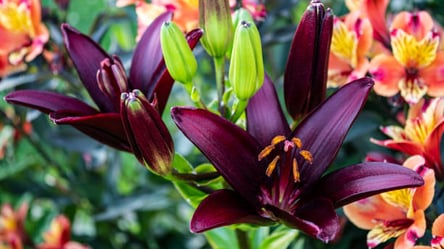 Темная лилия "Ночной всадник" — главный тренд клумб 2026 года - 285x160