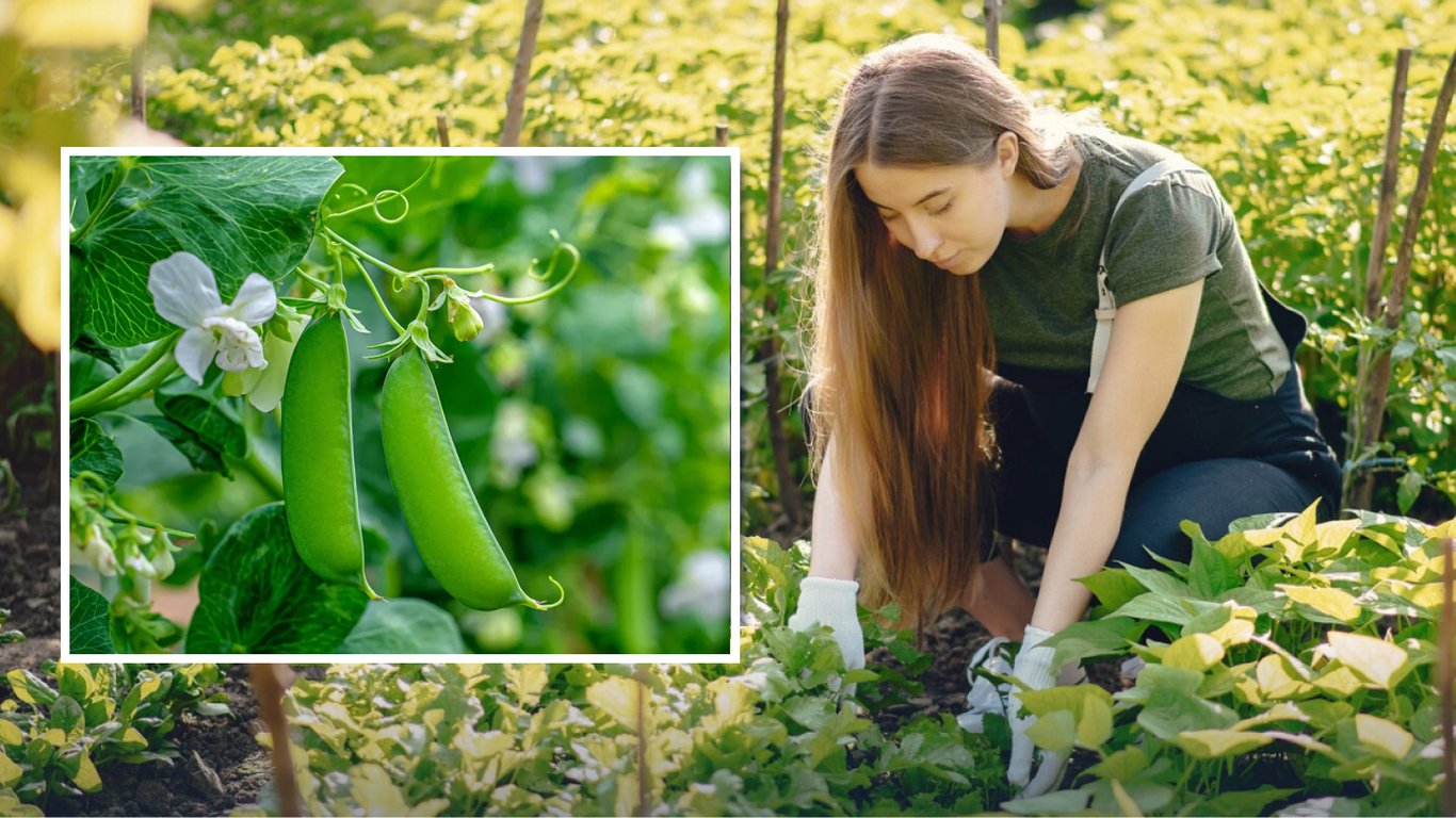 Какие овощи посадить после гороха и фасоли, чтобы собрать рекордный урожай