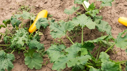 Осінній посів кабачків — секрет ранніх і сильних сходів - 285x160