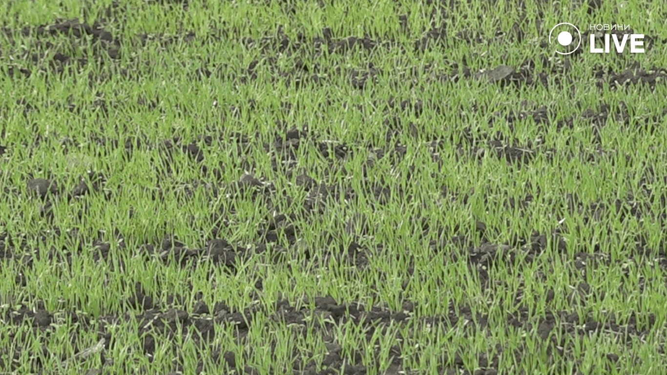 Зерно сходить на полі 