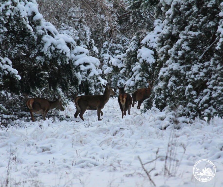 Олені в Чорнобильському заповіднику