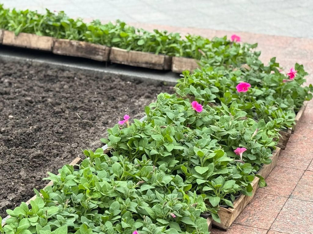 Тисячі літніх квітів — як Одеса озелениться цього сезону - фото 1